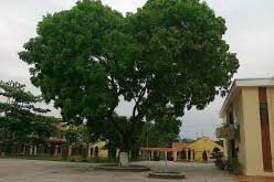 Thông báo đấu giá tài sản thanh lý 22 cây xà cừ tại Trường THCS Định Tăng nay thuộc xã Yên Định